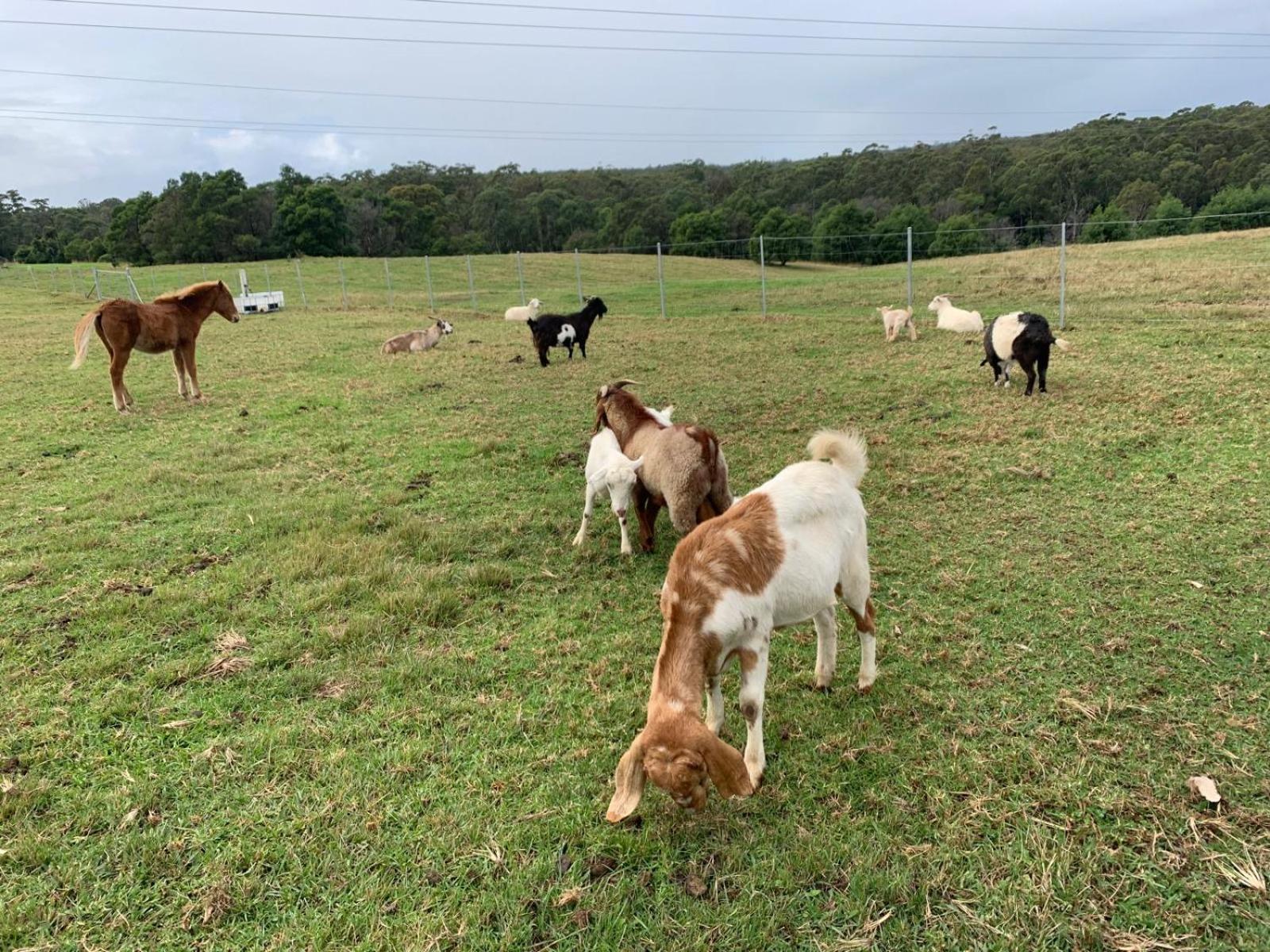 Farm stay Farm Stay, Mariton Farm Falls Creek