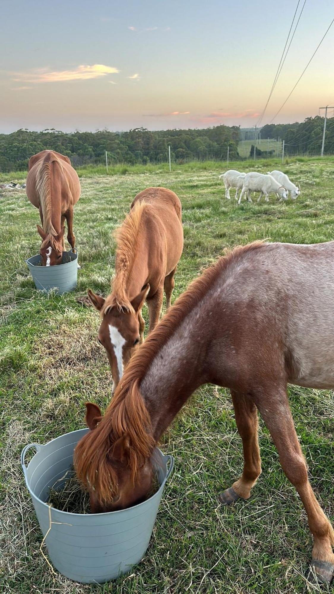 Farm Stay, Mariton Farm Farm stay *