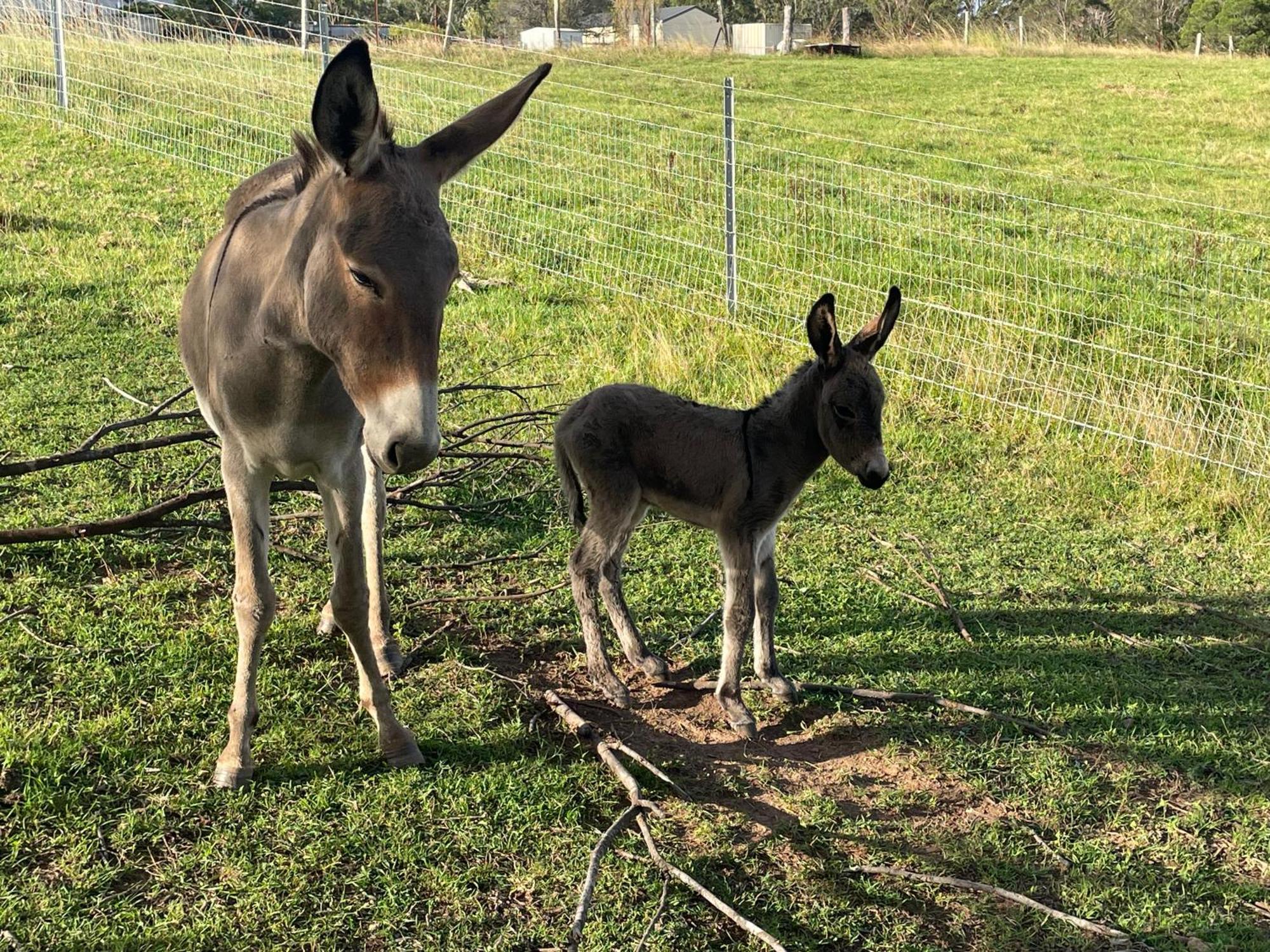 Farm Stay, Mariton Farm Farm stay Falls Creek